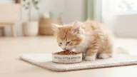 ลูกแมวกำลังกินอาหารจากชาม